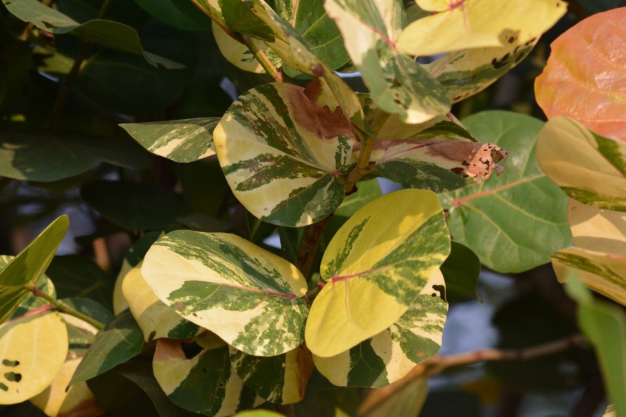 Фикус кокколоба