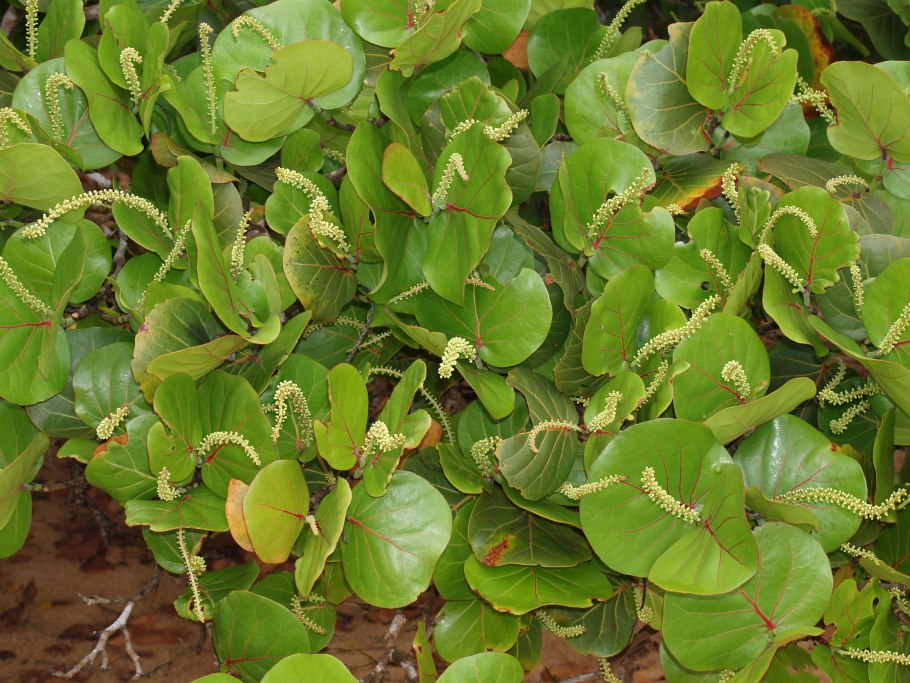 Кокколоба ягодоносная