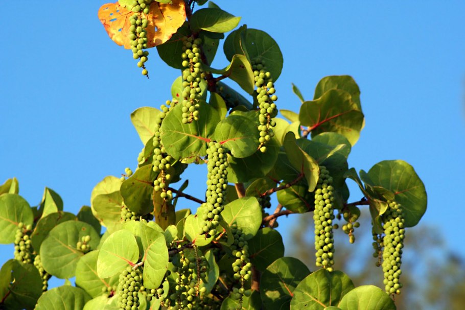 Фикус Кокколоба