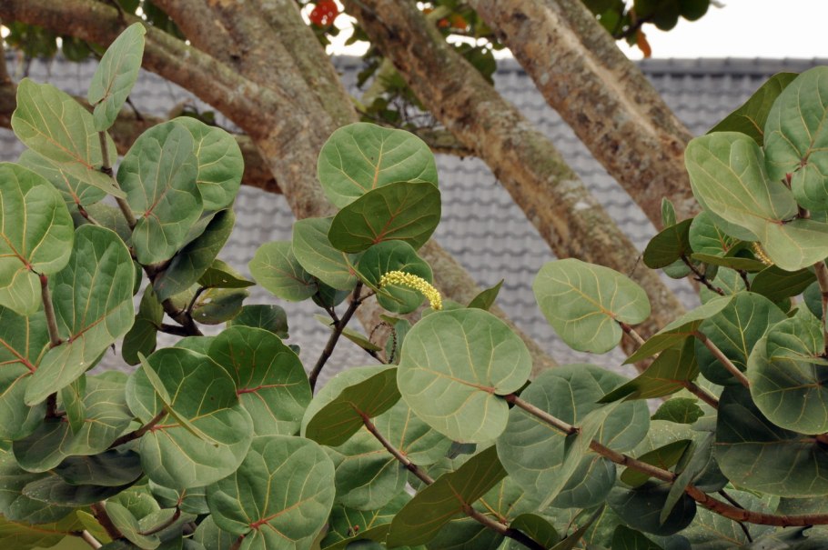 Кокколоба ягодоносная