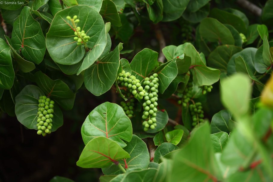 Кокколоба ягодоносная морской виноград Coccoloba uvifera