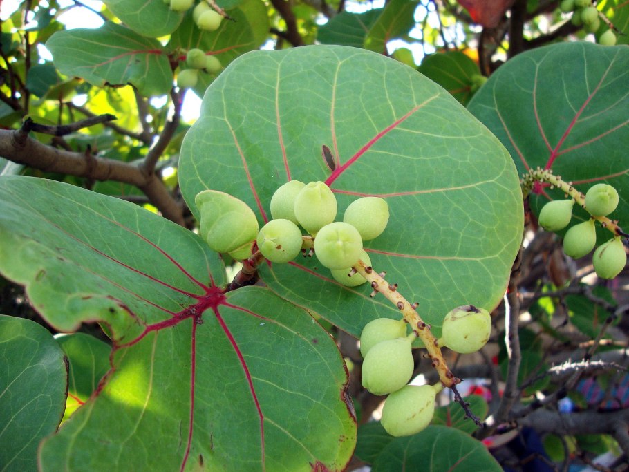 Coccoloba uvifera