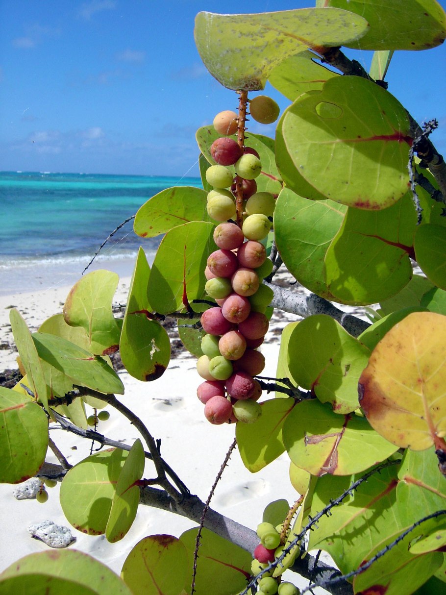 Морской виноград Кокколоба