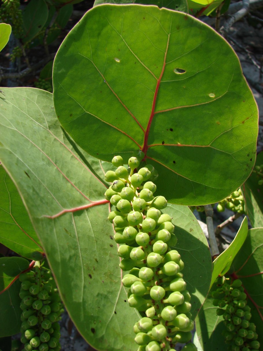 Кокколоба ягодоносная