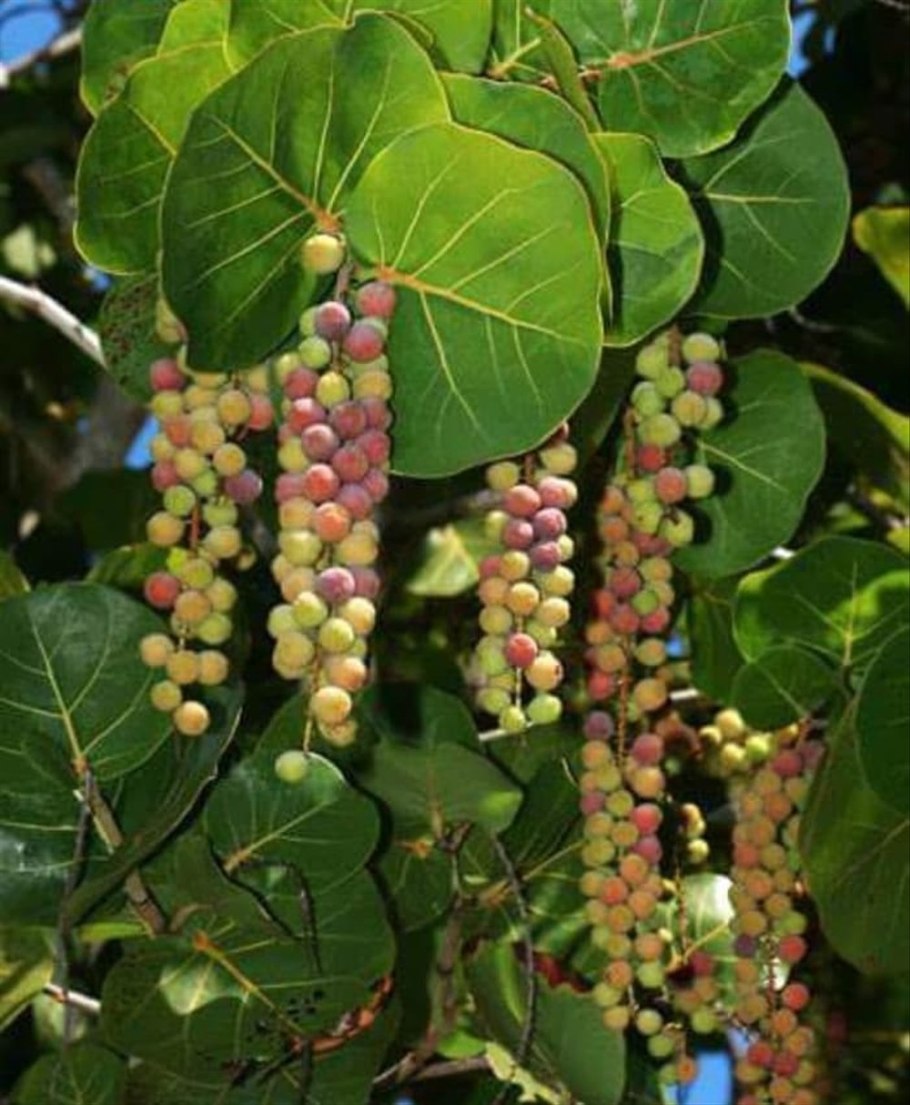 Фикус Кокколоба