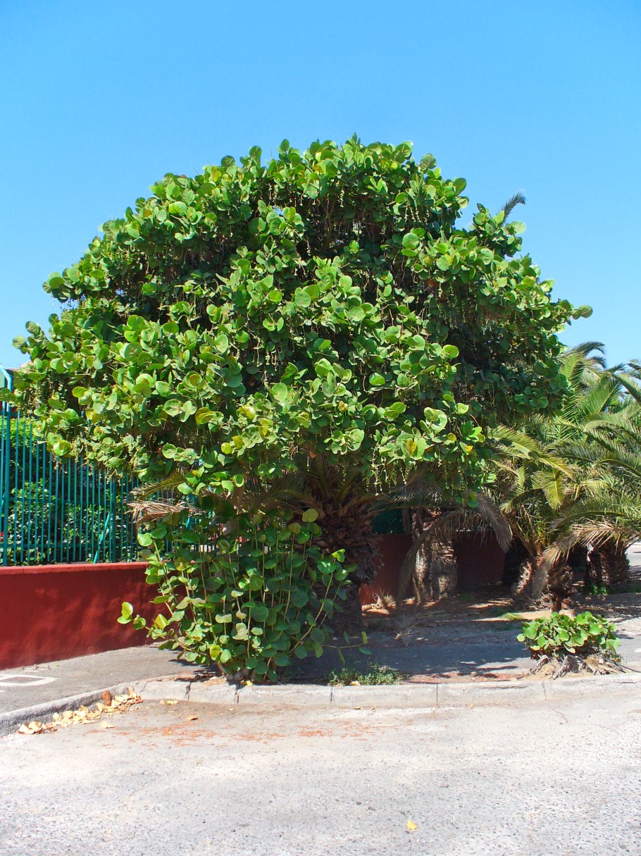 Кокколоба ягодоносная