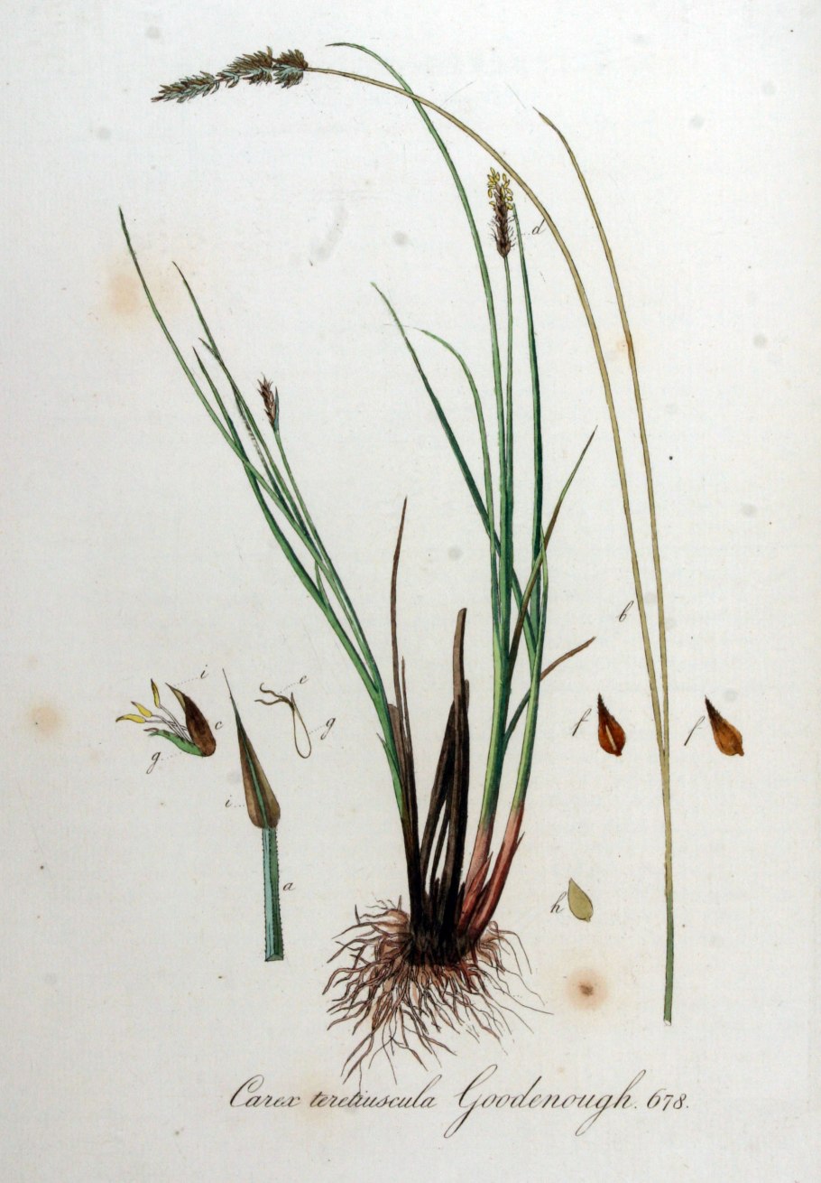 Carex leporina l.