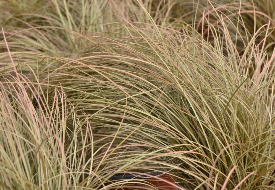 Carex acuta l. Осока острая