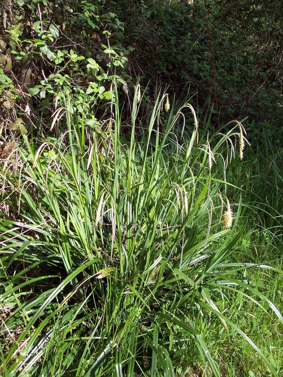 Осока Болотная