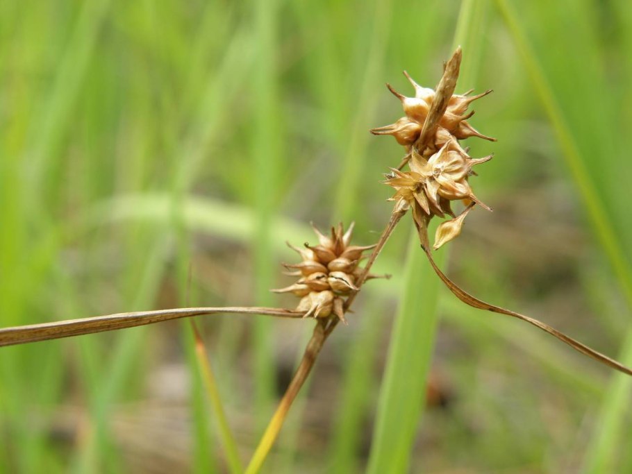 Осока Болотная