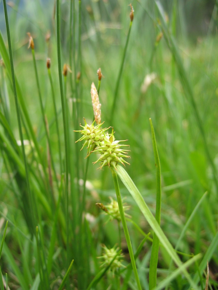 Carex acutiformis