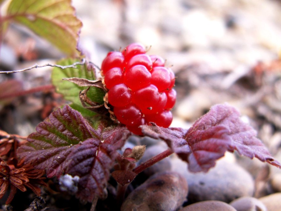 Лесная ягода гонобобель