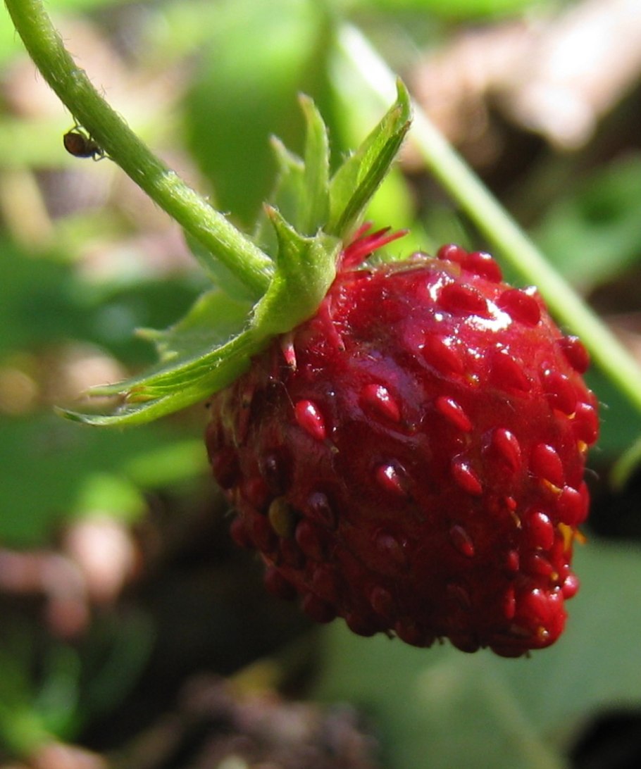 Дикая клубника