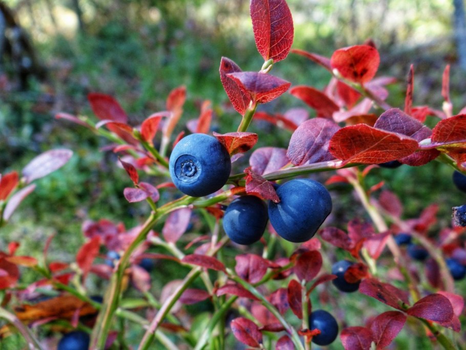 Лесные ягоды названия
