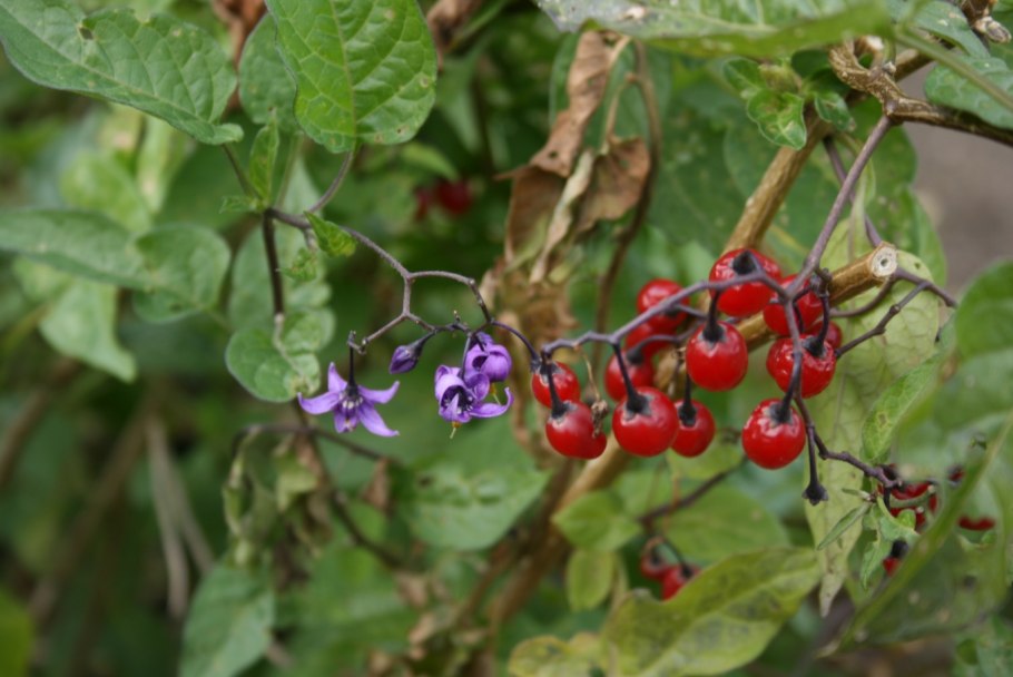 Княженика Дикая