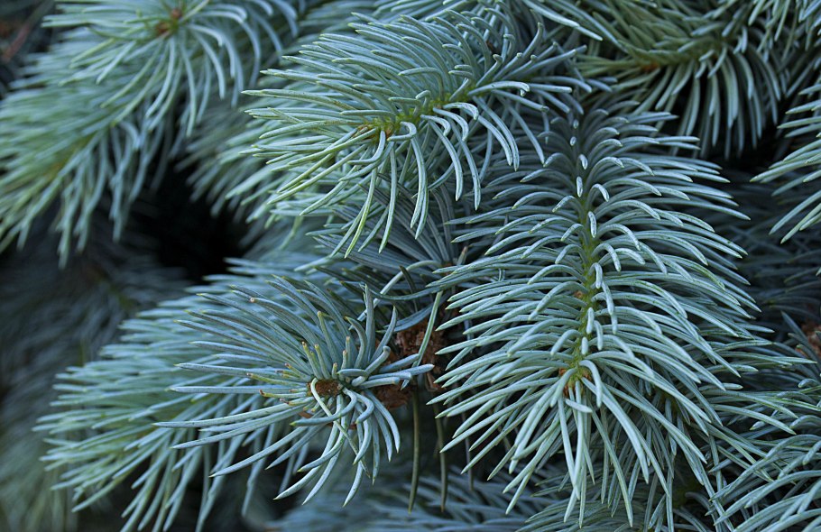 Ель колючая glauca globosa