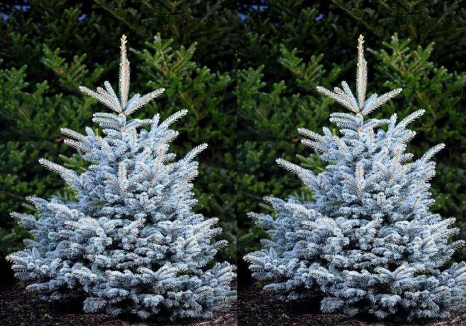 Ель колючая (Picea pungens Royal Blue