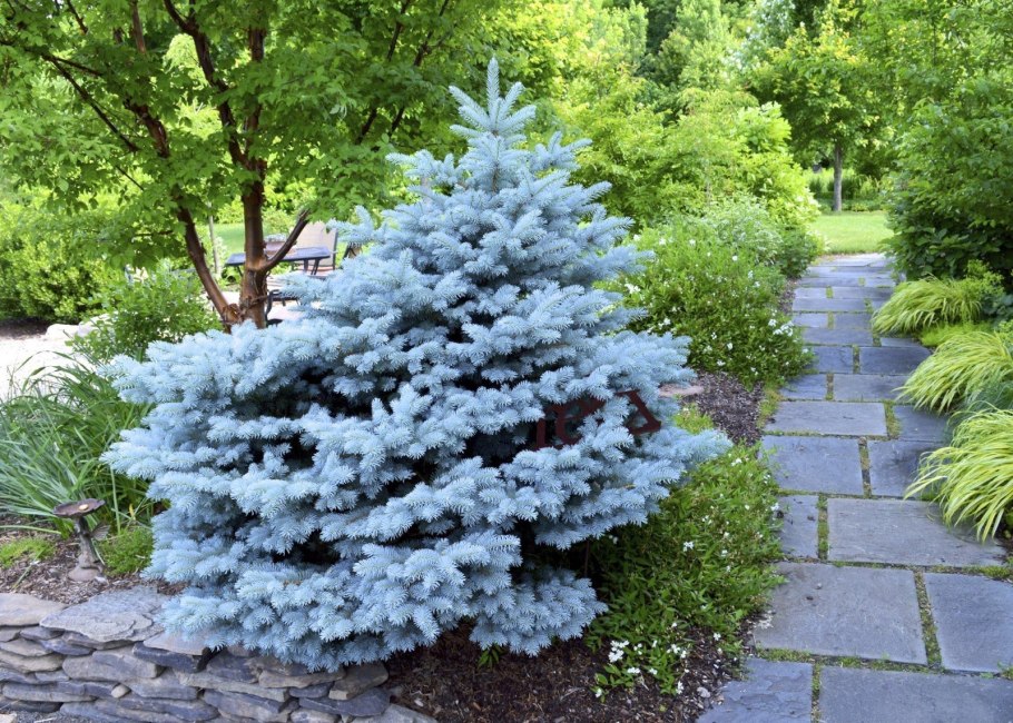 Ель голубая хвоинки