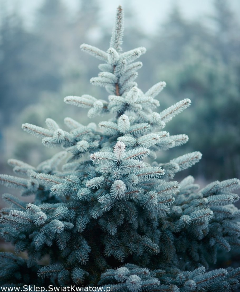 Ель колючая Глаука Мисти Блю