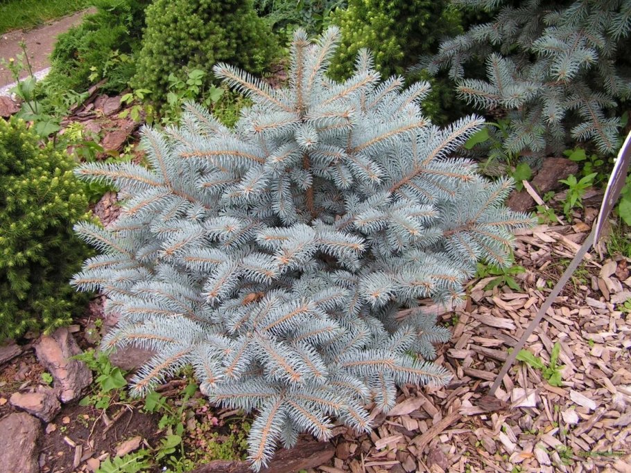 Ель колючая Глаука Глобоза (Picea pungens glauca globosa)