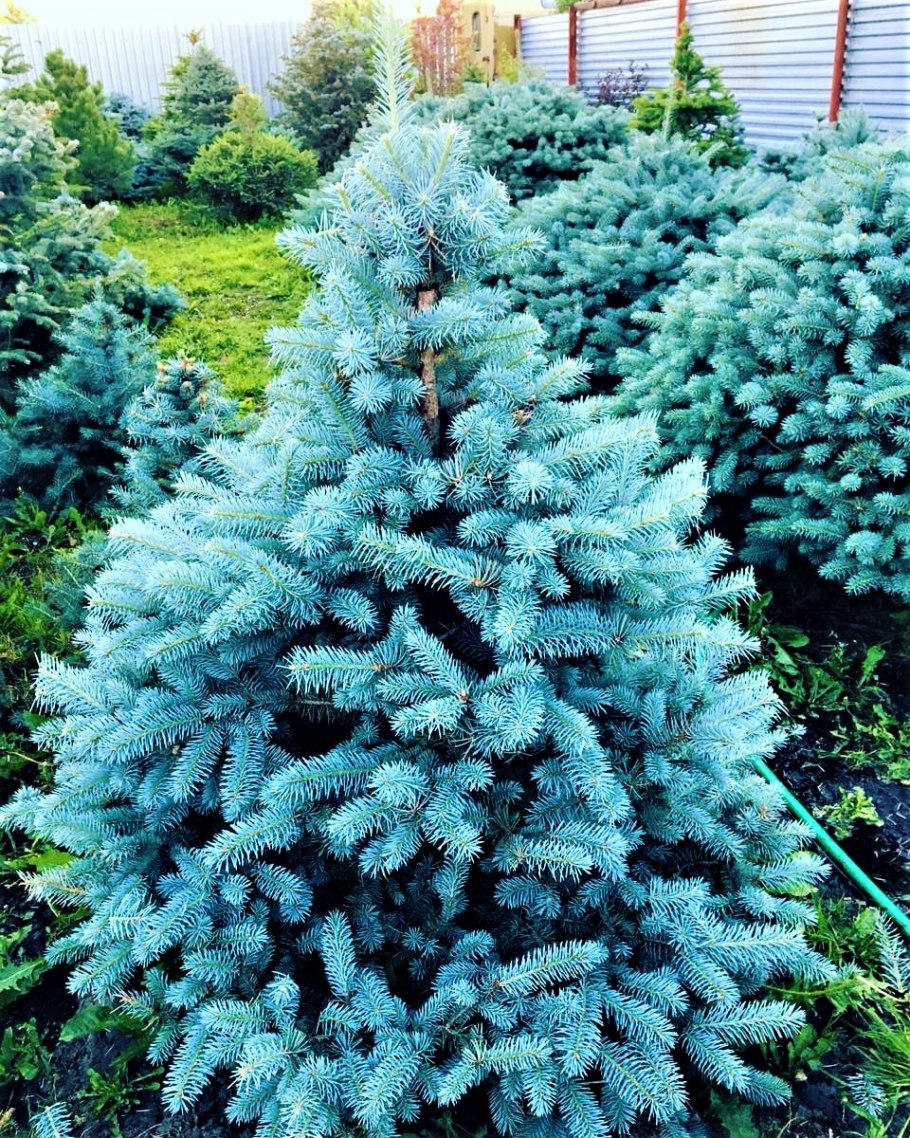 Ель колючая фат Альберт