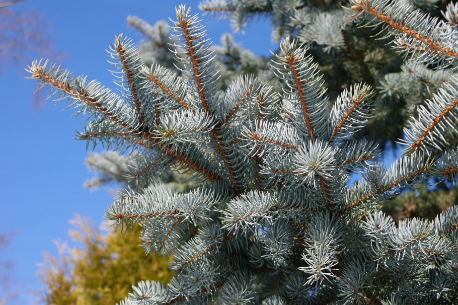 Ель Аянская голубая