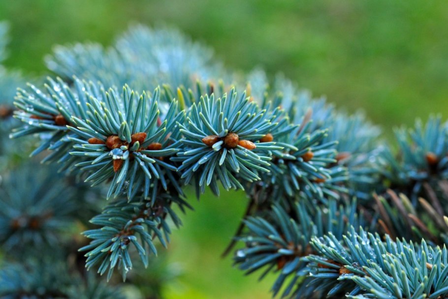 Ель колючая хвоя