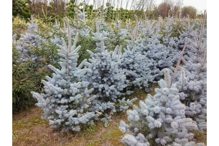 Ель колючая (picea pungens  fat albert