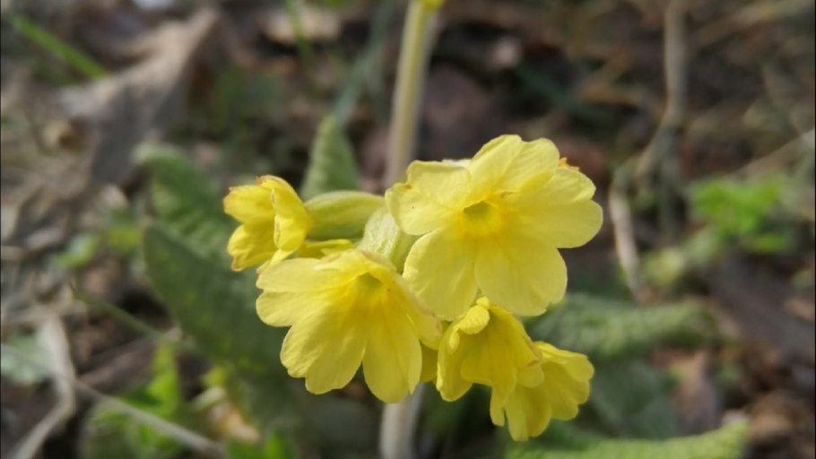 Лотос примула