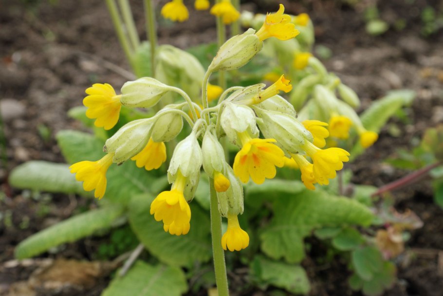 Первоцвет весенний ГФ