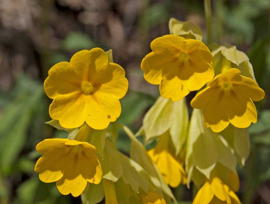 Примула крупночашечковая (Primula macrocalyx),