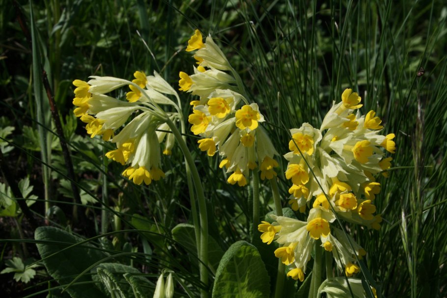 Первоцвет весенний лекарственный примула