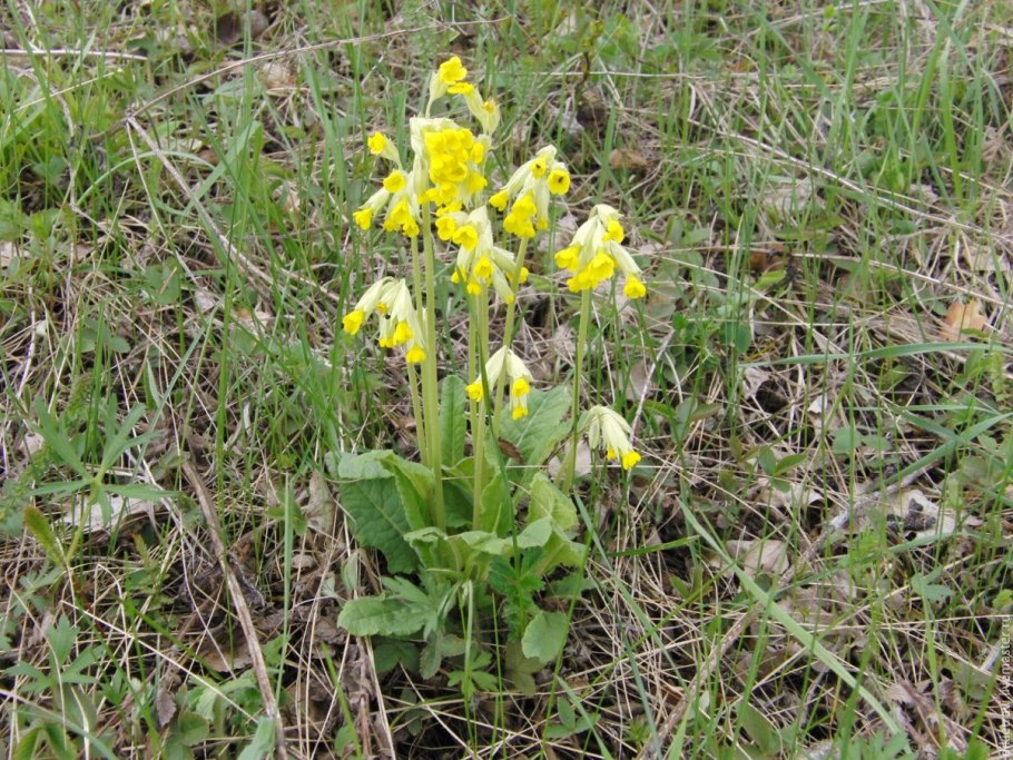 Первоцвет весенний примула баранчики