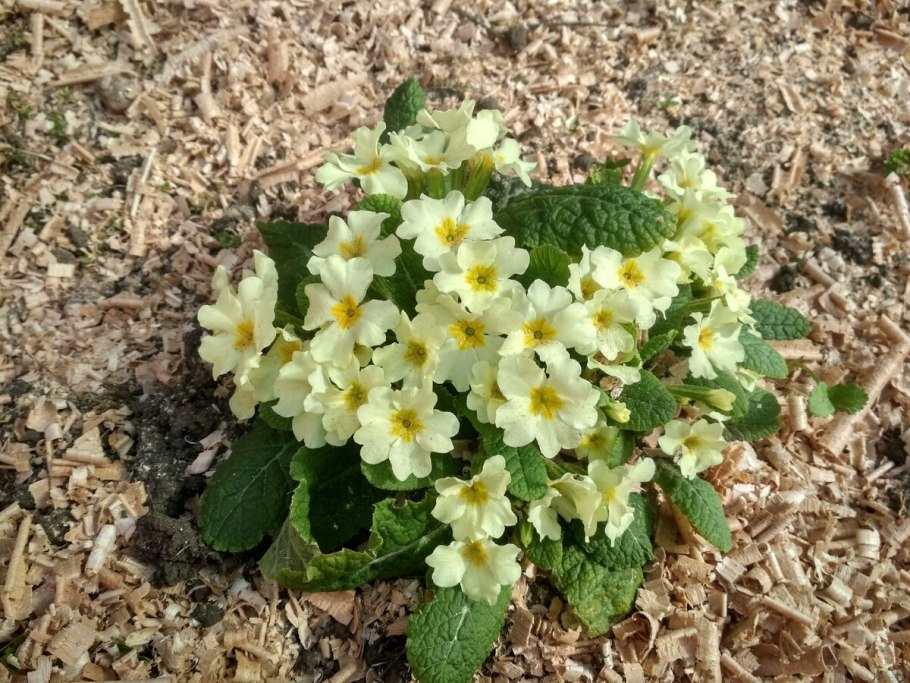 Примула цветок первоцвет весенний