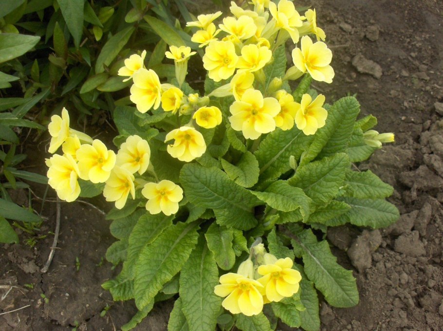 Примула Луговая Весенняя