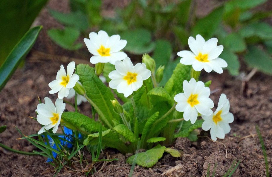 Примула первоцвет