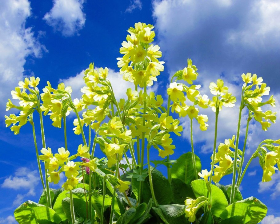 Первоцвет весенний желтый цветок