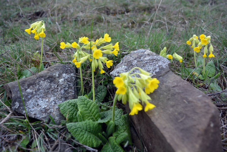 Примула крупночашечковая (Primula macrocalyx),