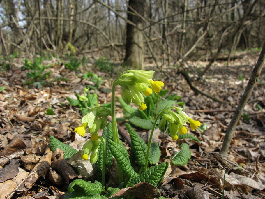 Первоцветы примула Верис