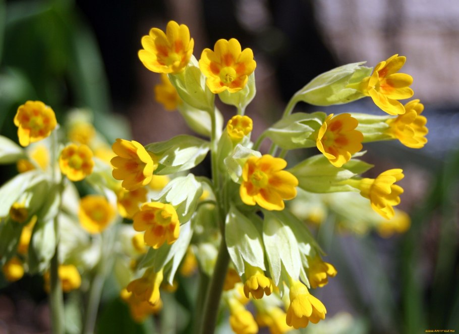 Примула первоцвет Королевский