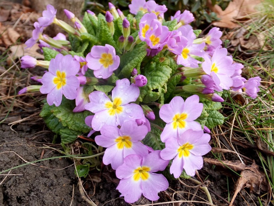 Примула крупночашечковая