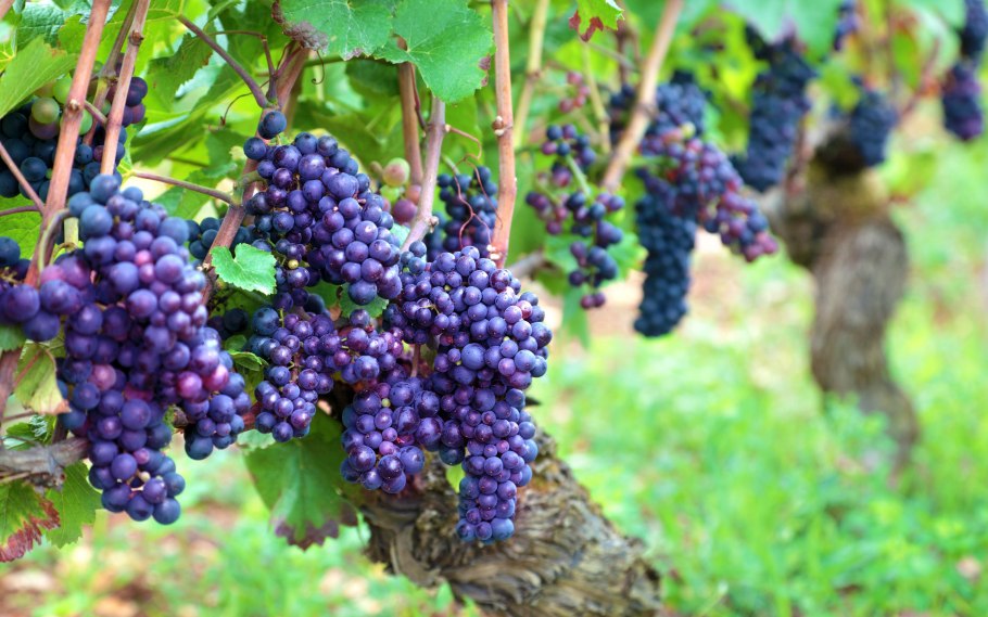 Виноградники Румынии