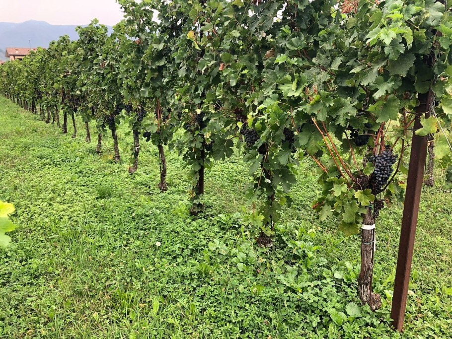 Кушнаревский виноград