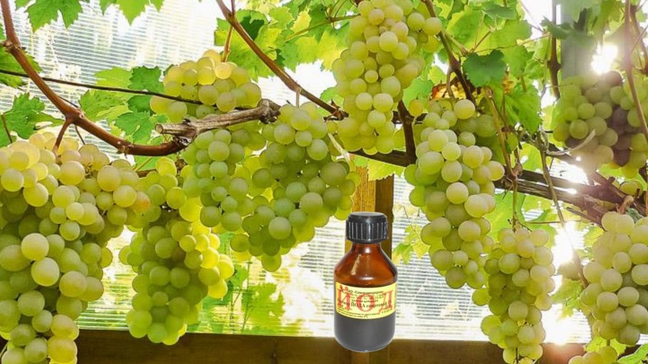 Грозди винограда Изабелла