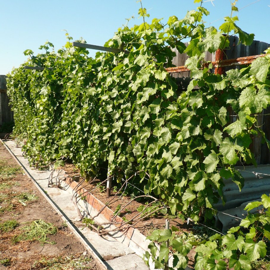 Лоза горянки виноград