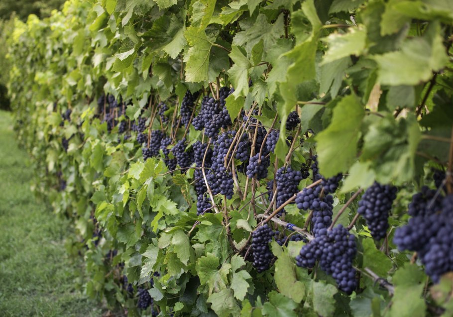 Куст виноградной лозы