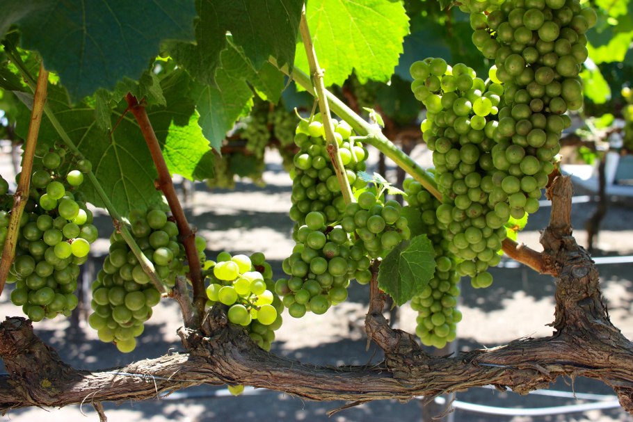 Якдона сорт винограда