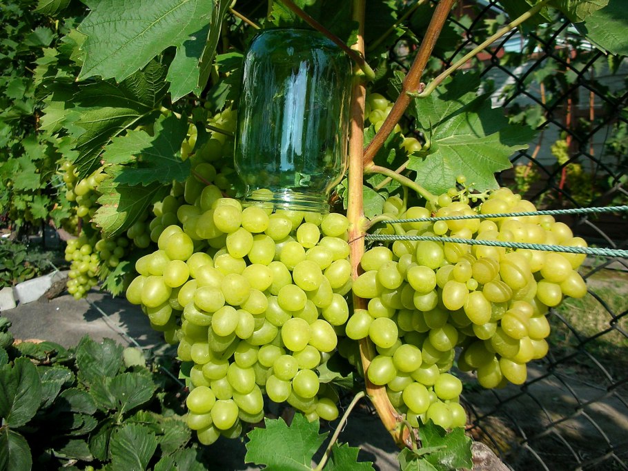 Виноград Мерло