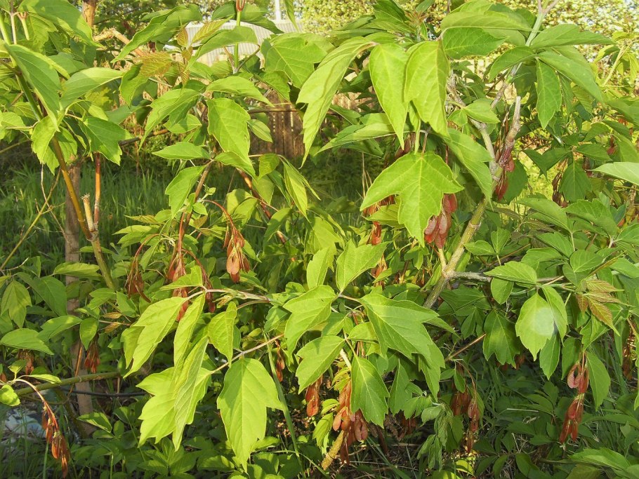 Клен американский ясенелистный