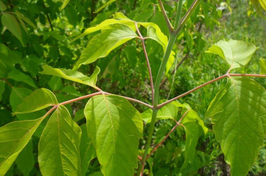 Клен ясенелистный сорняк